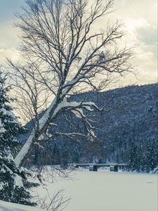 Preview wallpaper tree, bench, snow, winter, nature