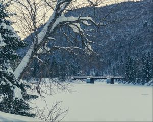 Preview wallpaper tree, bench, snow, winter, nature