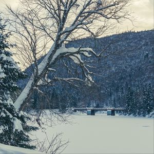 Preview wallpaper tree, bench, snow, winter, nature