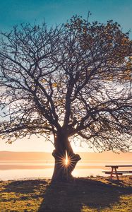 Preview wallpaper tree, bench, table, light