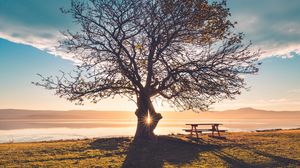 Preview wallpaper tree, bench, table, light