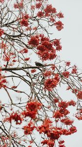 Preview wallpaper tree, berries, bird, bunches, red