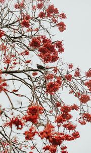 Preview wallpaper tree, berries, bird, bunches, red