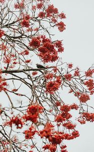 Preview wallpaper tree, berries, bird, bunches, red