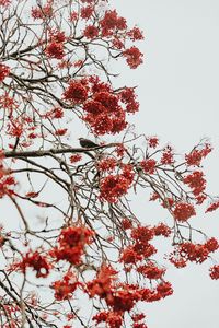 Preview wallpaper tree, berries, bird, bunches, red