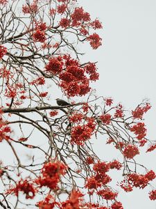 Preview wallpaper tree, berries, bird, bunches, red