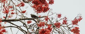 Preview wallpaper tree, berries, bird, bunches, red