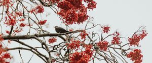 Preview wallpaper tree, berries, bird, bunches, red