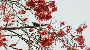 Preview wallpaper tree, berries, bird, bunches, red