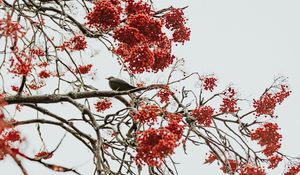 Preview wallpaper tree, berries, bird, bunches, red