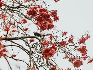 Preview wallpaper tree, berries, bird, bunches, red