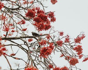 Preview wallpaper tree, berries, bird, bunches, red