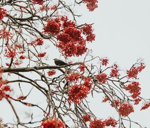 Preview wallpaper tree, berries, bird, bunches, red