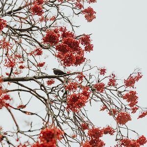 Preview wallpaper tree, berries, bird, bunches, red