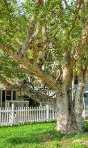 Preview wallpaper tree, bicycles, bikes, summer