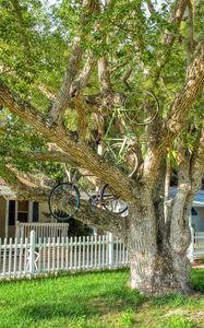 Preview wallpaper tree, bicycles, bikes, summer