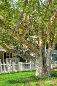 Preview wallpaper tree, bicycles, bikes, summer