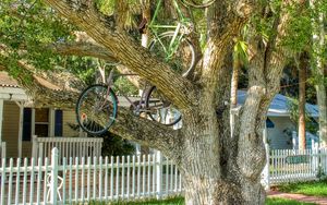 Preview wallpaper tree, bicycles, bikes, summer