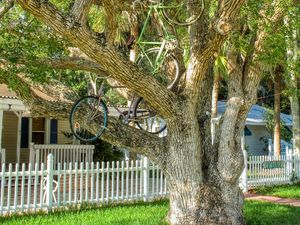 Preview wallpaper tree, bicycles, bikes, summer