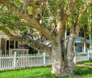 Preview wallpaper tree, bicycles, bikes, summer