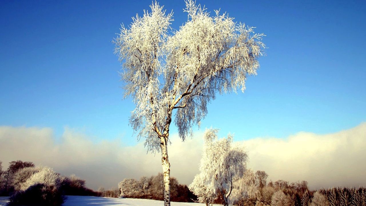 Wallpaper tree, birch, field, winter, snow