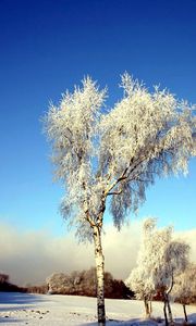 Preview wallpaper tree, birch, field, winter, snow