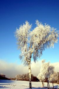 Preview wallpaper tree, birch, field, winter, snow