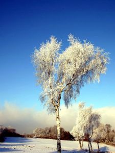 Preview wallpaper tree, birch, field, winter, snow