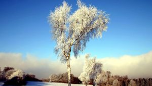 Preview wallpaper tree, birch, field, winter, snow