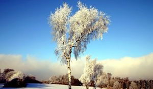 Preview wallpaper tree, birch, field, winter, snow