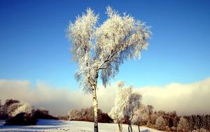 Preview wallpaper tree, birch, field, winter, snow