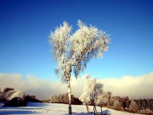 Preview wallpaper tree, birch, field, winter, snow