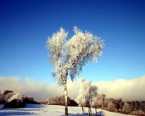 Preview wallpaper tree, birch, field, winter, snow