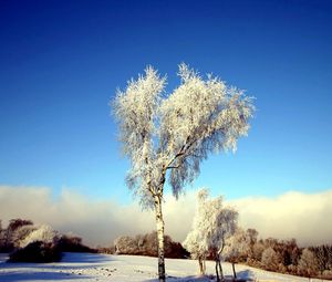 Preview wallpaper tree, birch, field, winter, snow