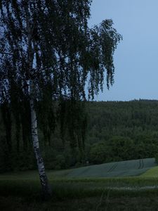 Preview wallpaper tree, birch, field, forest, nature