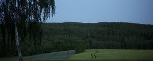 Preview wallpaper tree, birch, field, forest, nature