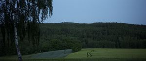 Preview wallpaper tree, birch, field, forest, nature