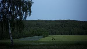 Preview wallpaper tree, birch, field, forest, nature