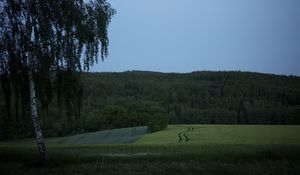 Preview wallpaper tree, birch, field, forest, nature