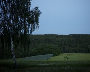 Preview wallpaper tree, birch, field, forest, nature