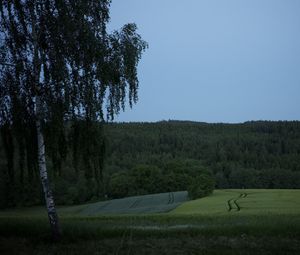 Preview wallpaper tree, birch, field, forest, nature