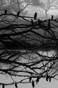 Preview wallpaper tree, bird, bw, reflection