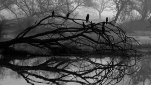 Preview wallpaper tree, bird, bw, reflection