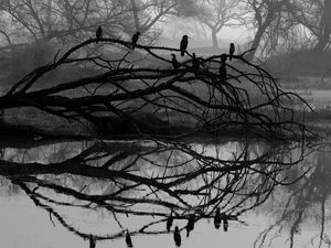 Preview wallpaper tree, bird, bw, reflection