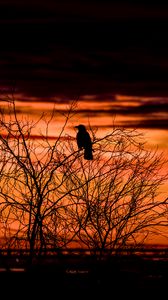 Preview wallpaper tree, bird, dark, dusk, evening