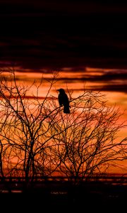 Preview wallpaper tree, bird, dark, dusk, evening