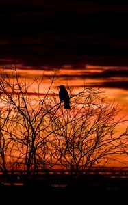 Preview wallpaper tree, bird, dark, dusk, evening