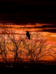Preview wallpaper tree, bird, dark, dusk, evening