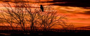 Preview wallpaper tree, bird, dark, dusk, evening