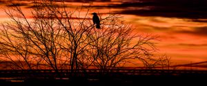 Preview wallpaper tree, bird, dark, dusk, evening